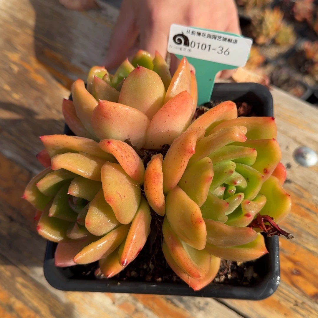 从前慢花园多肉编号0101-36