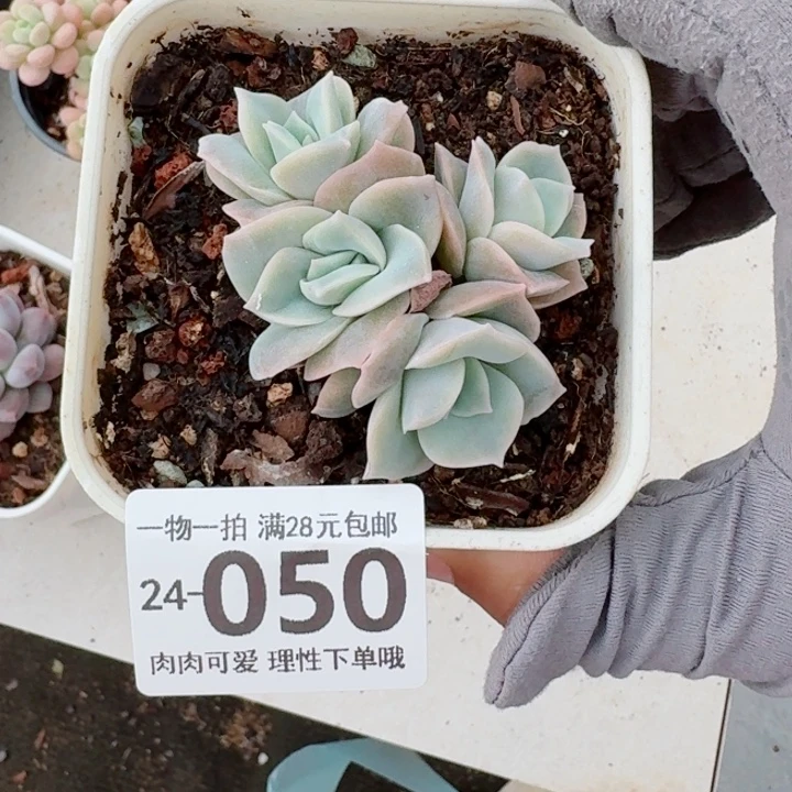 可爱玫瑰无盆土发货