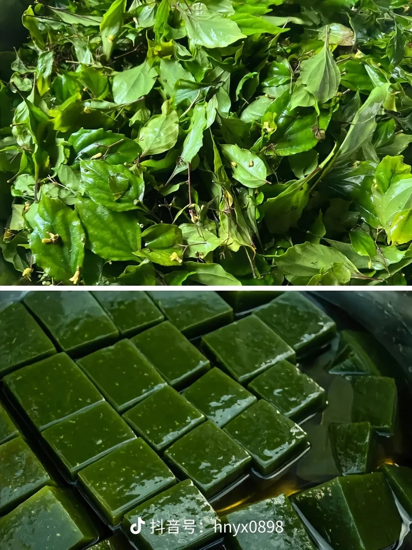 贵州新鲜野生斑鸠叶神仙豆腐叶可做神仙豆腐绿豆腐