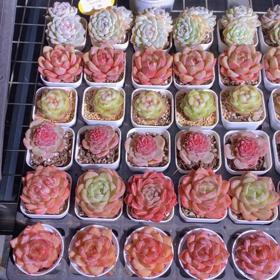 2-38-孤品美肉组合六个