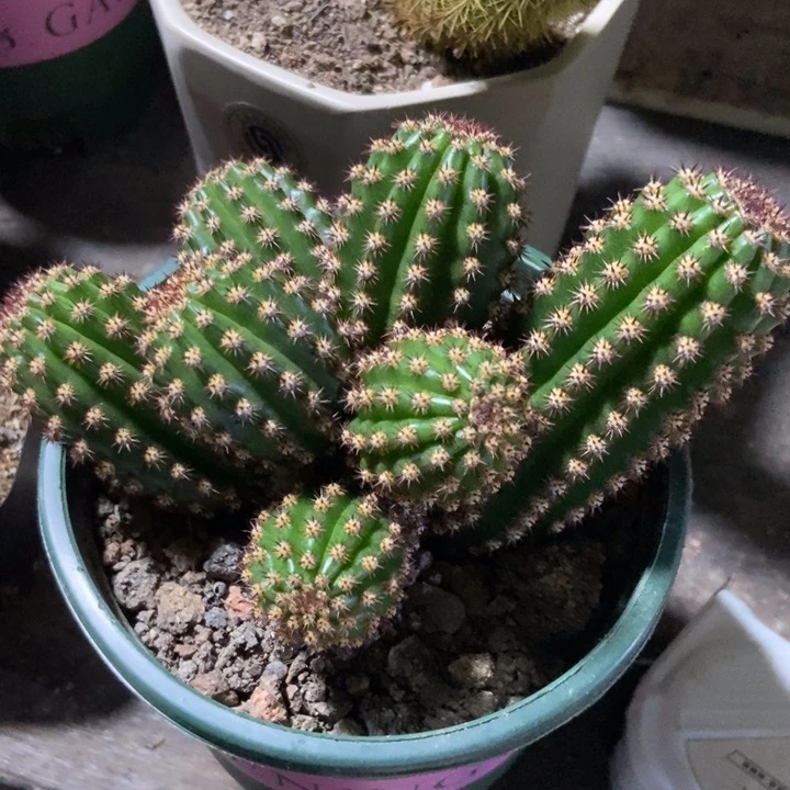 相****因仙人球金一群一物一拍