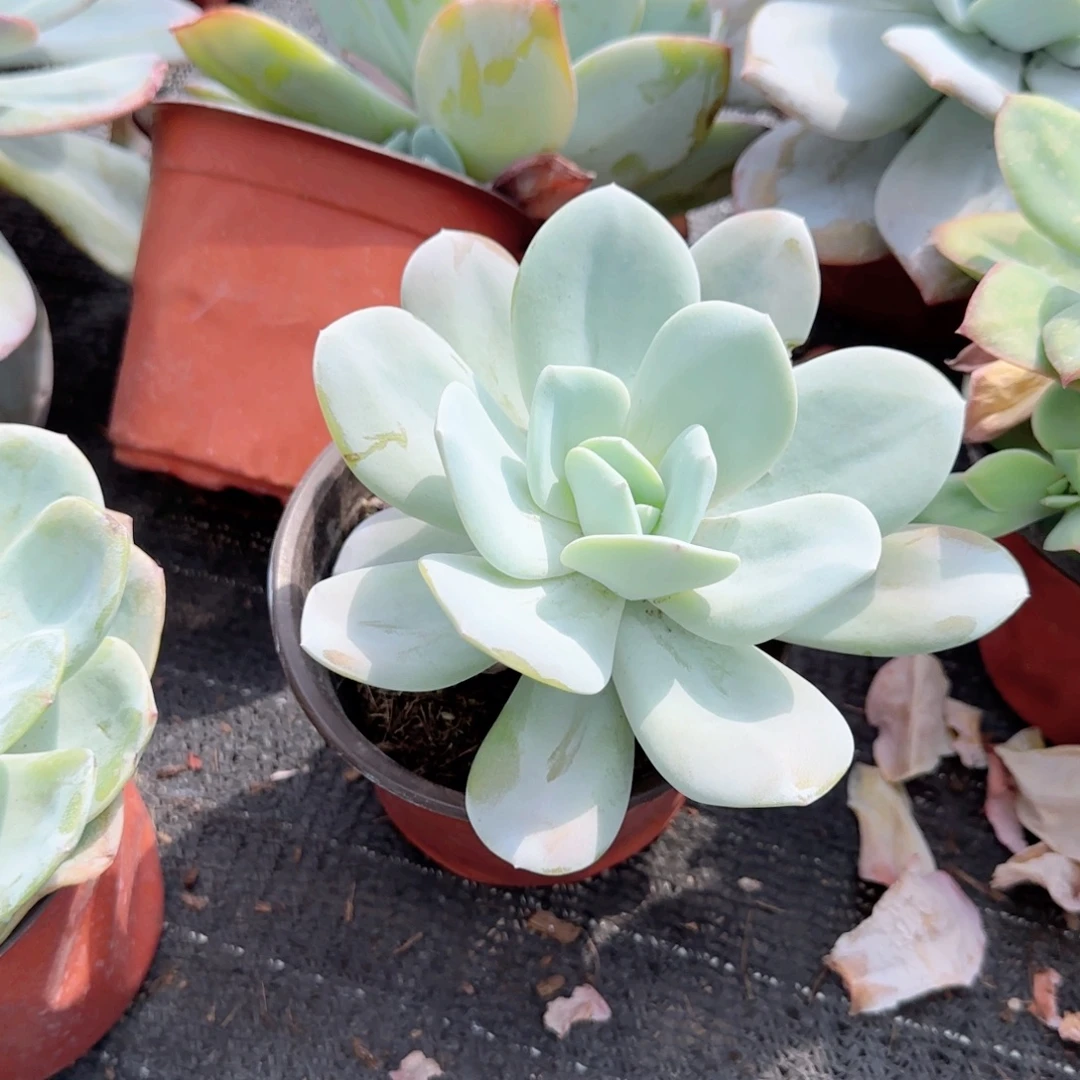 无花朵奶茶大单头