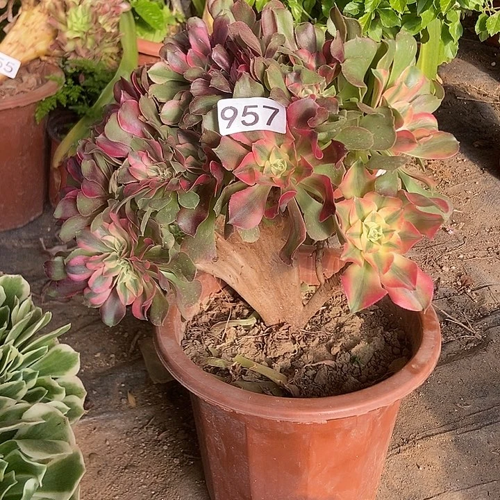 957香妃缀老板子