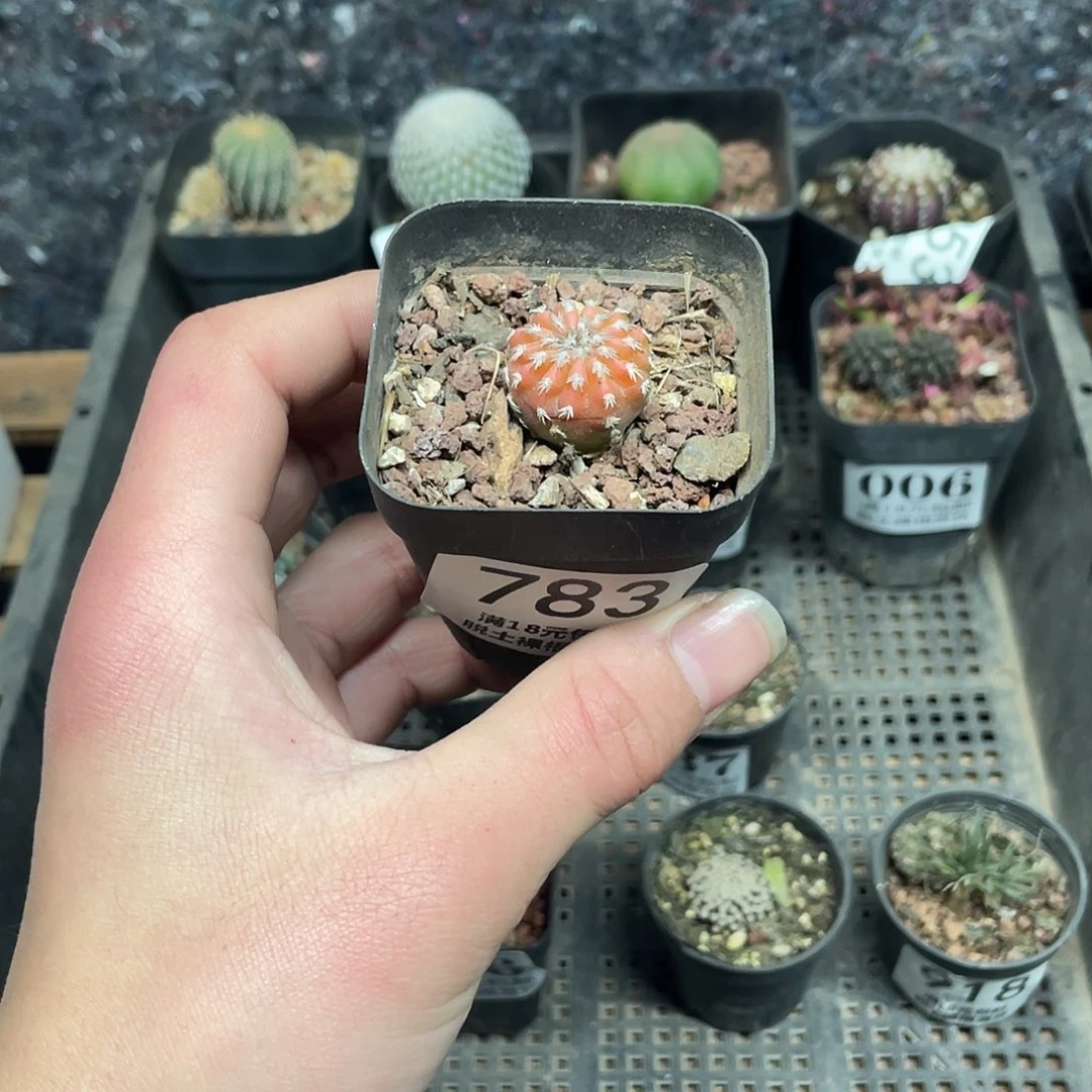 783奇特球锦（满18包邮）