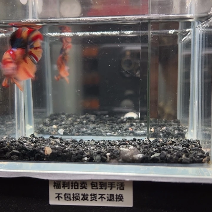 斗鱼竞拍跑单拉黑25日22