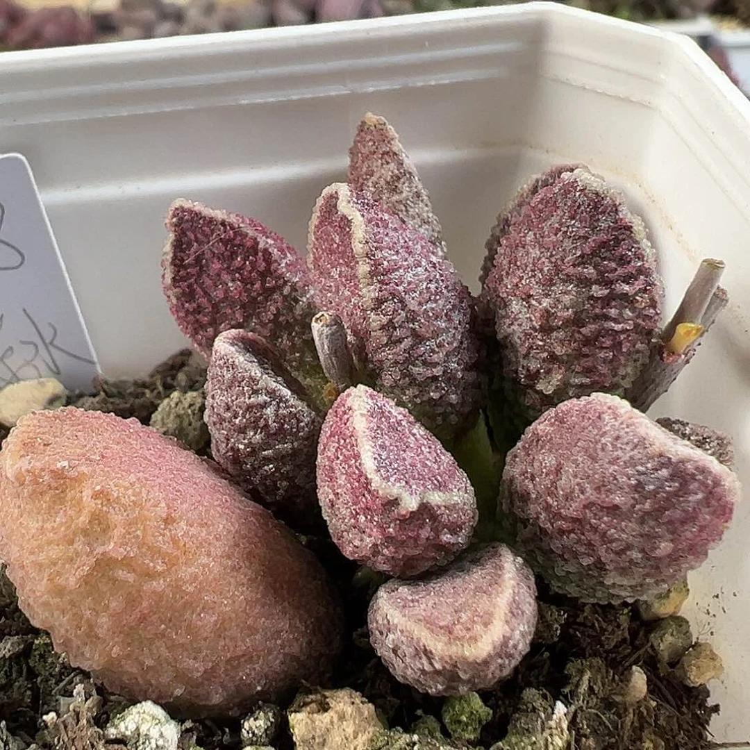 紫水晶多肉水泡植物