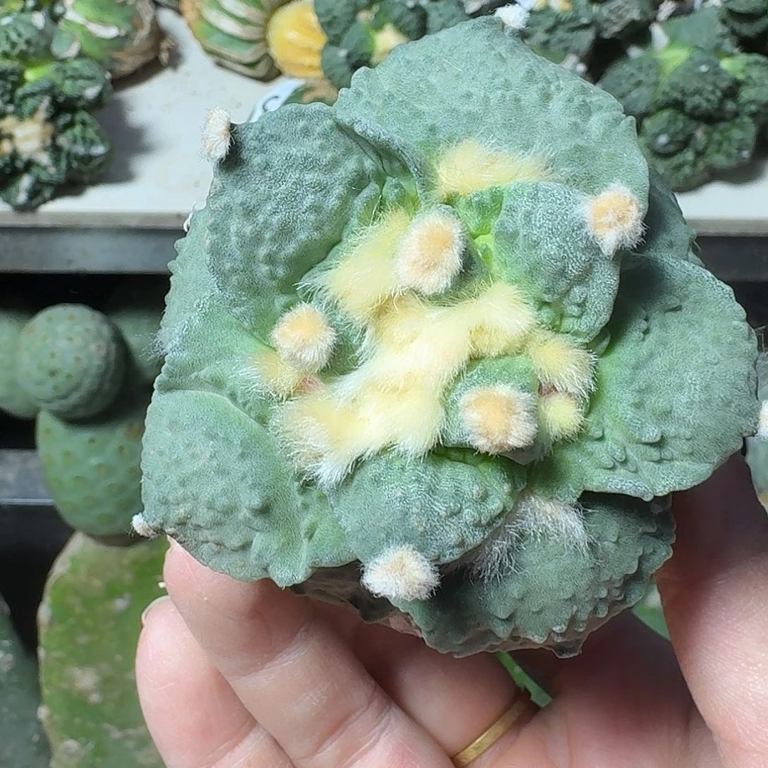 无花朵大尤怒涛牡丹698