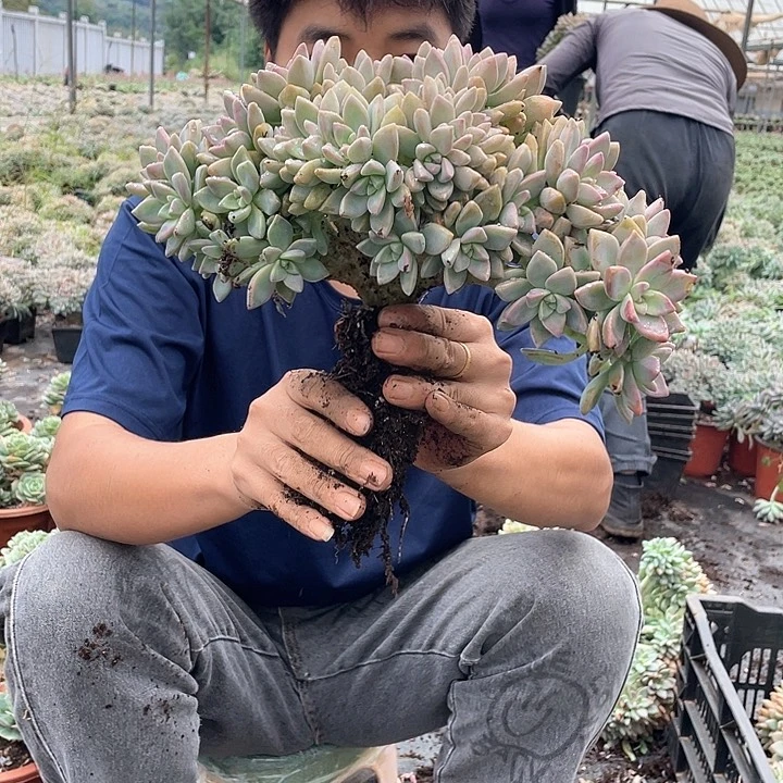 925 一物一拍淡雪缀