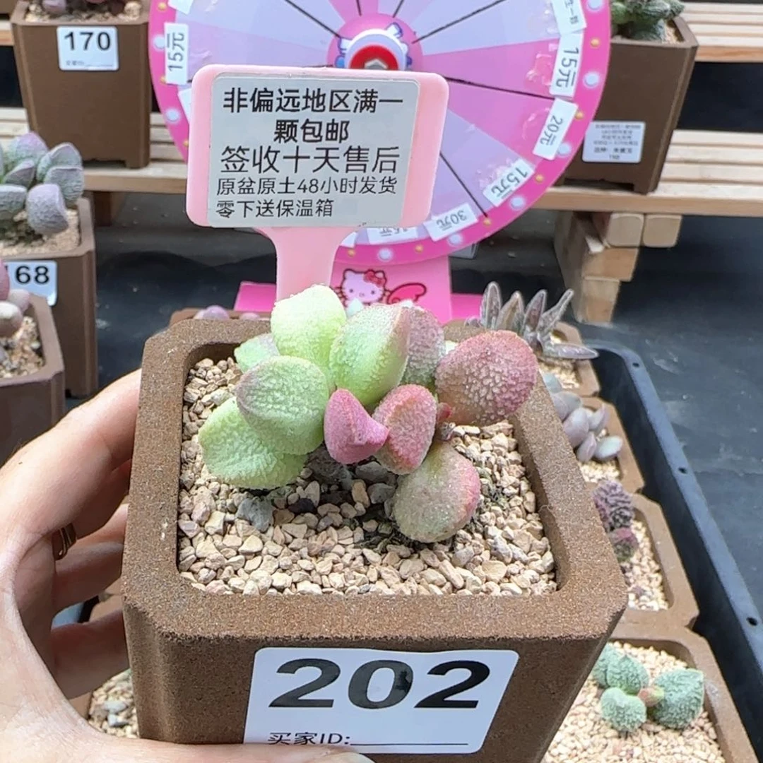 202赛猪肝多肉植物