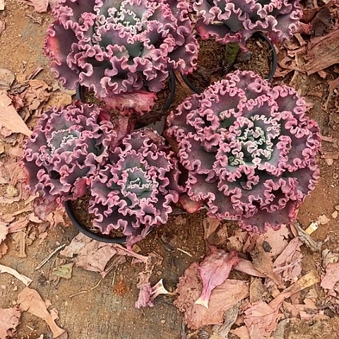 胖****呢12 号包菜系列 4棵