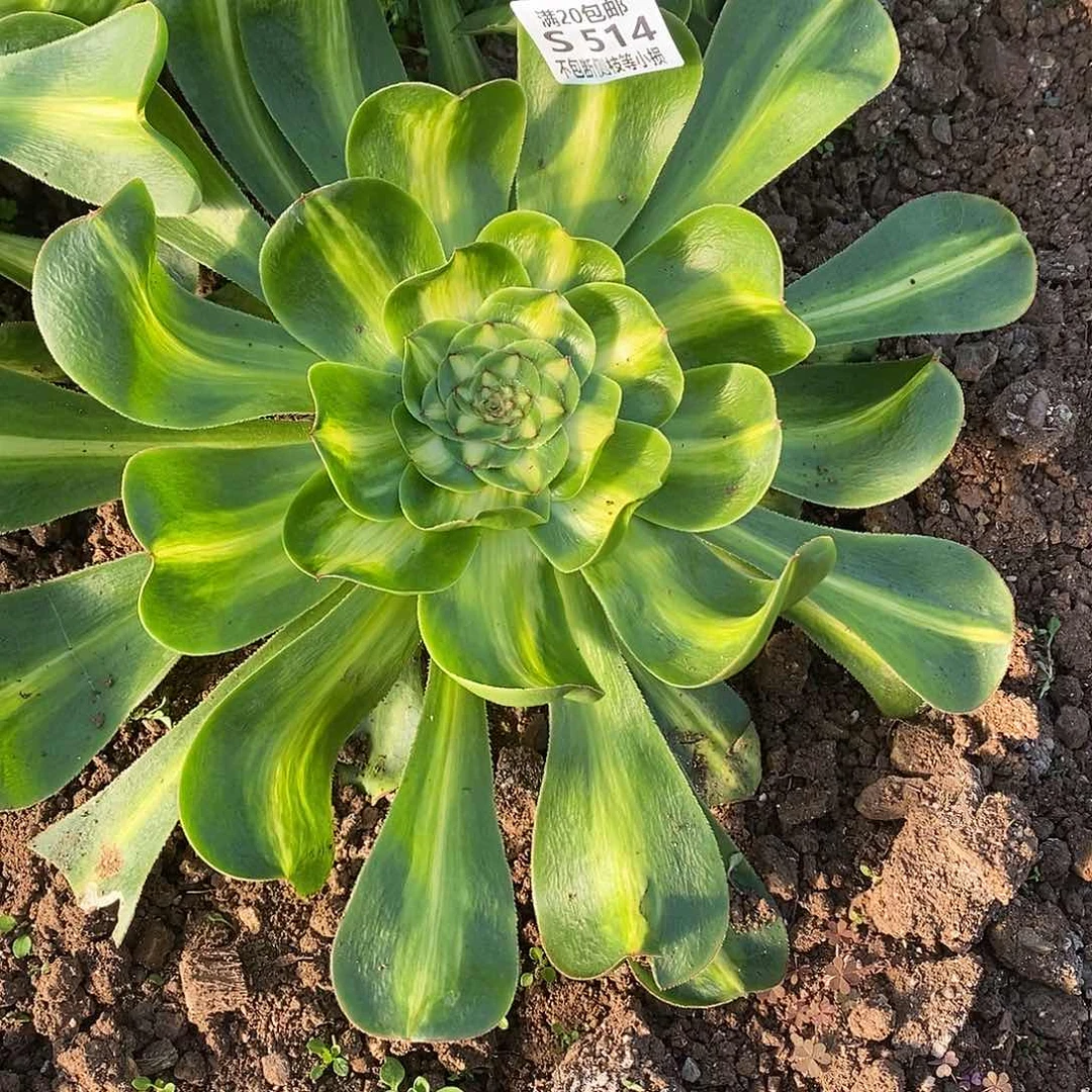 514暴君多肉叶片收到软榻