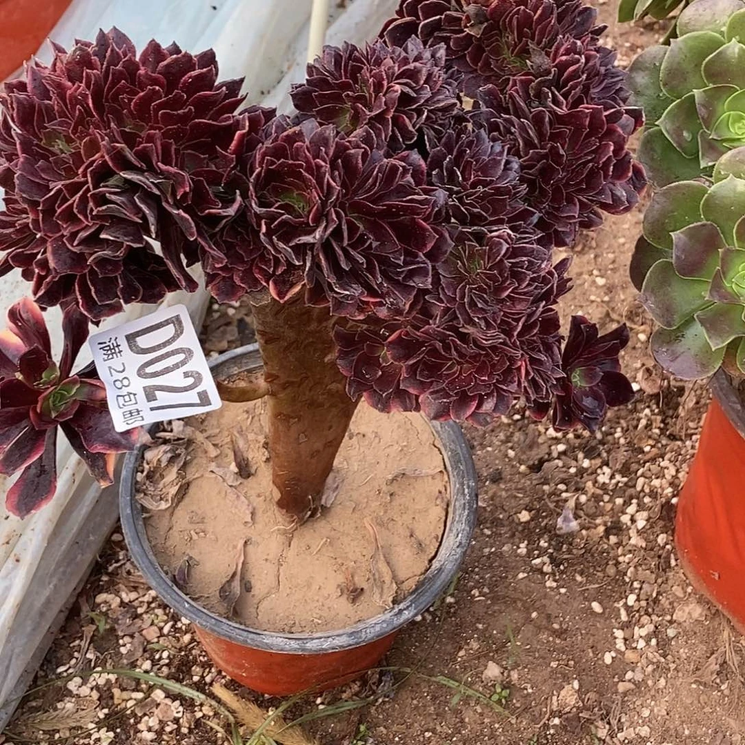 27 多肉植物不包断枝