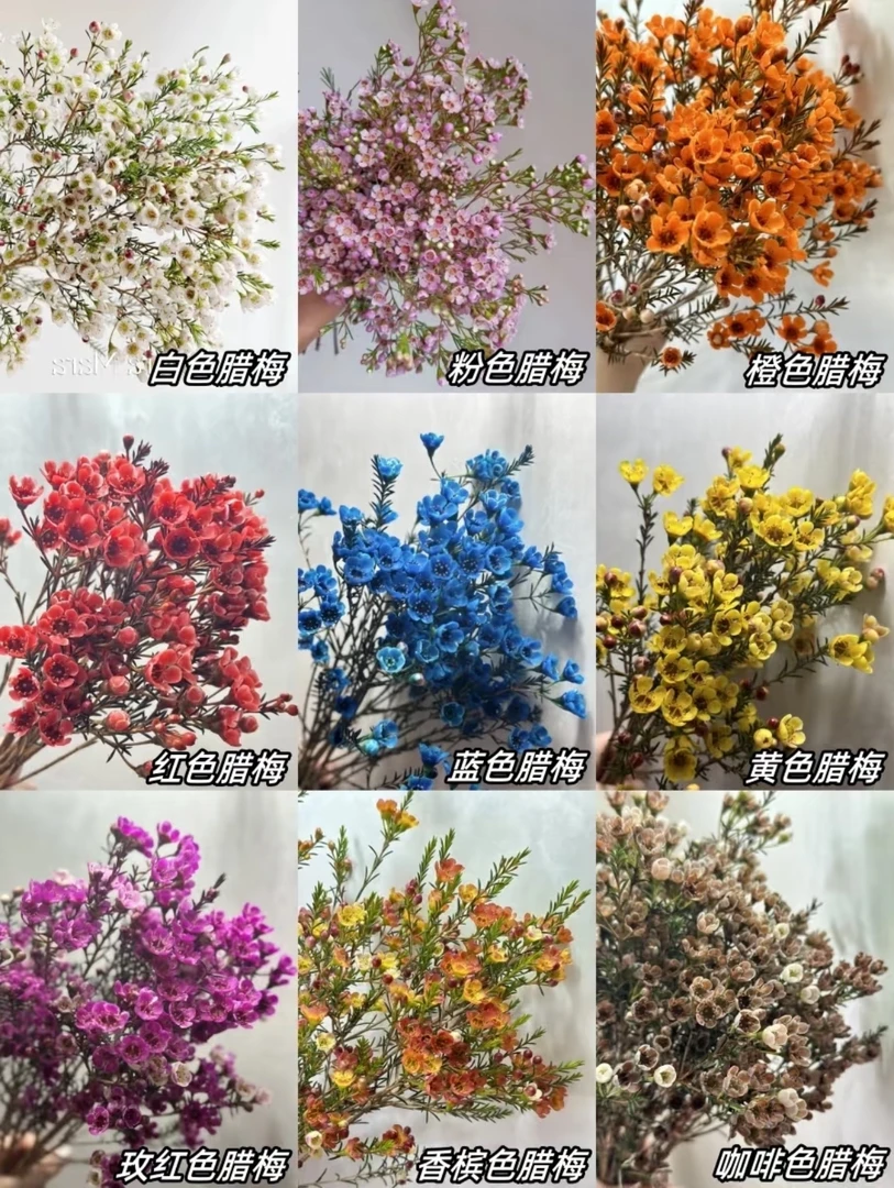 【家居花】鲜花腊梅花一扎颜色备注哈尔滨同城小时达
