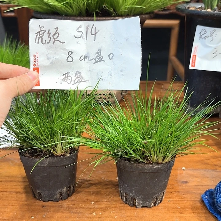 完全开放花卉种植