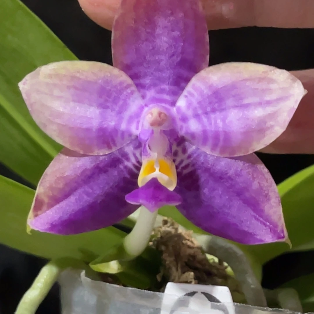 完全开放弥陀713-888