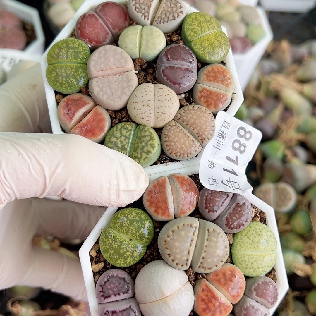 8811 好养易活生石花大母本两盆有饼干有高尔夫