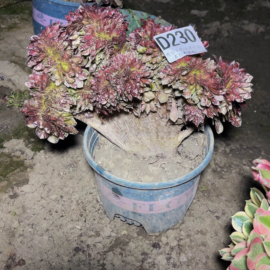 法师法师15-25包邮法师