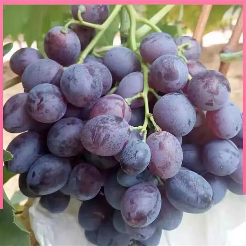 【小吴助农】玫瑰香葡萄 现摘现发 3斤 包邮北京市