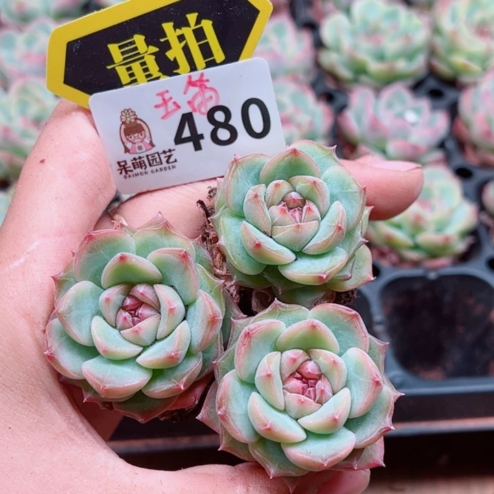 多肉植物多肉植物