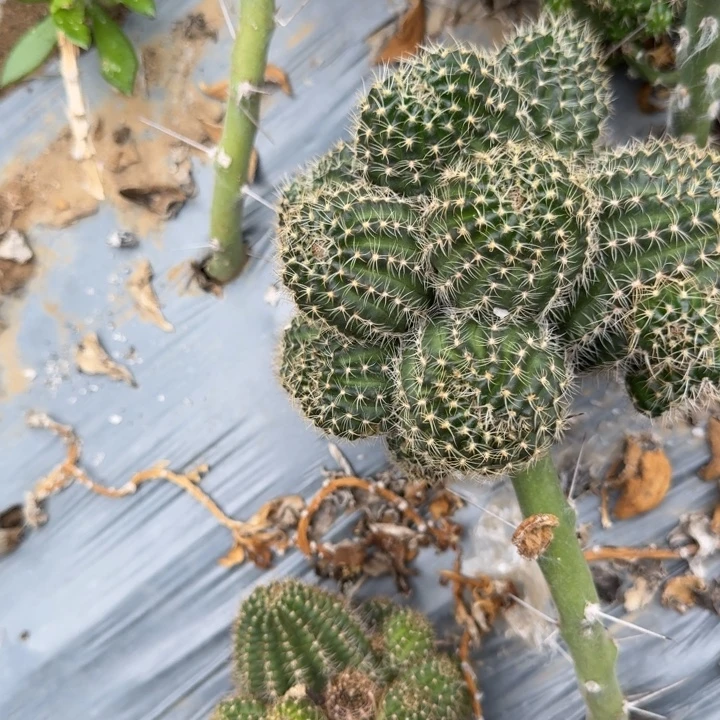 丽花仙人球仙人掌仙人球565