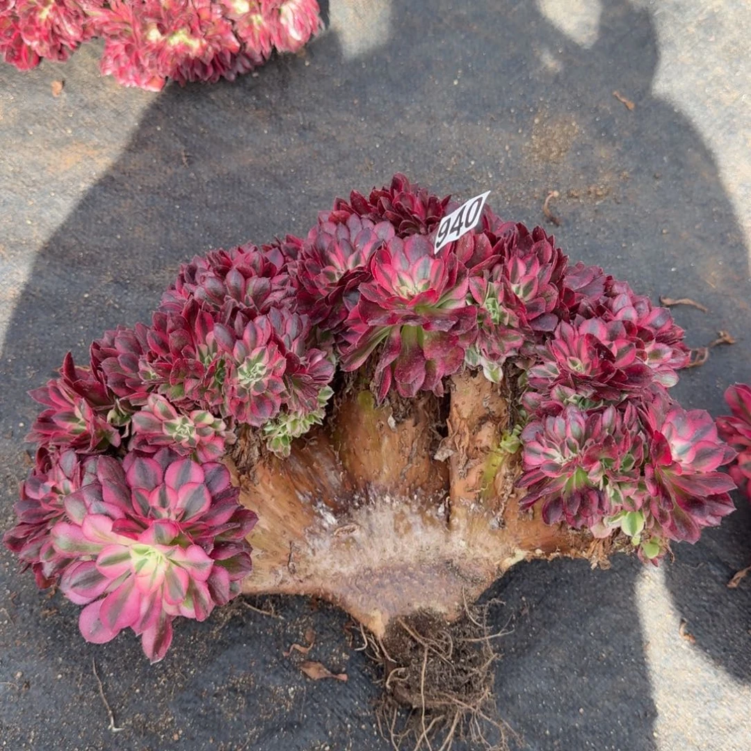 留***࿐940多肉植物倾城缀