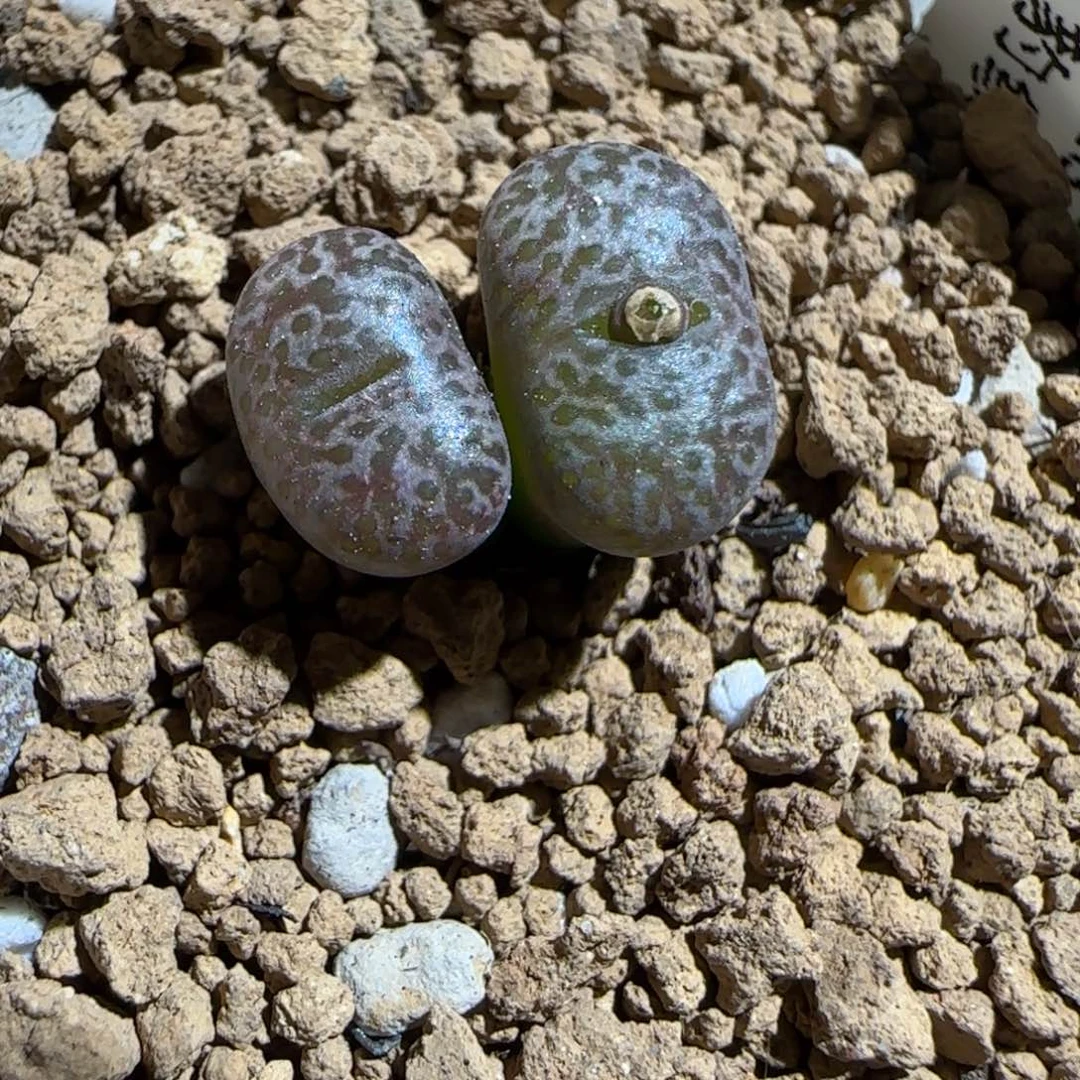 肉锥多肉植物组合-豹纹鸟421