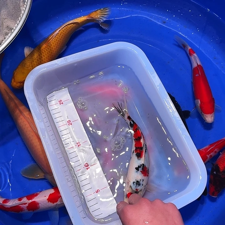 广***狼海水鱼韩国歌剧院和电影