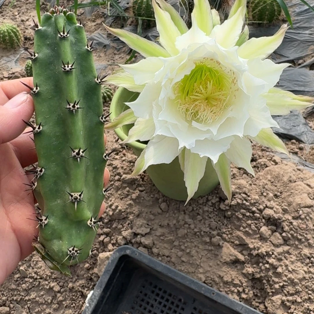 2个黑刺无根侧牙10公分以上，20包邮斑