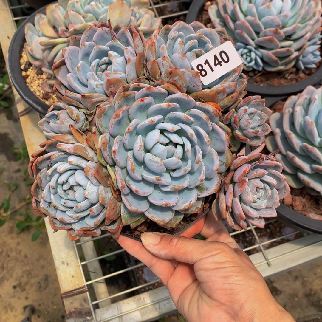 8140嗯嗯嗯嗯嗯多头一个嗯嗯嗯