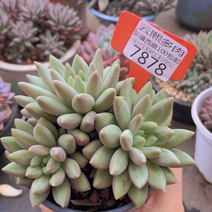 7878黄体红蜻蜓。 无砍。