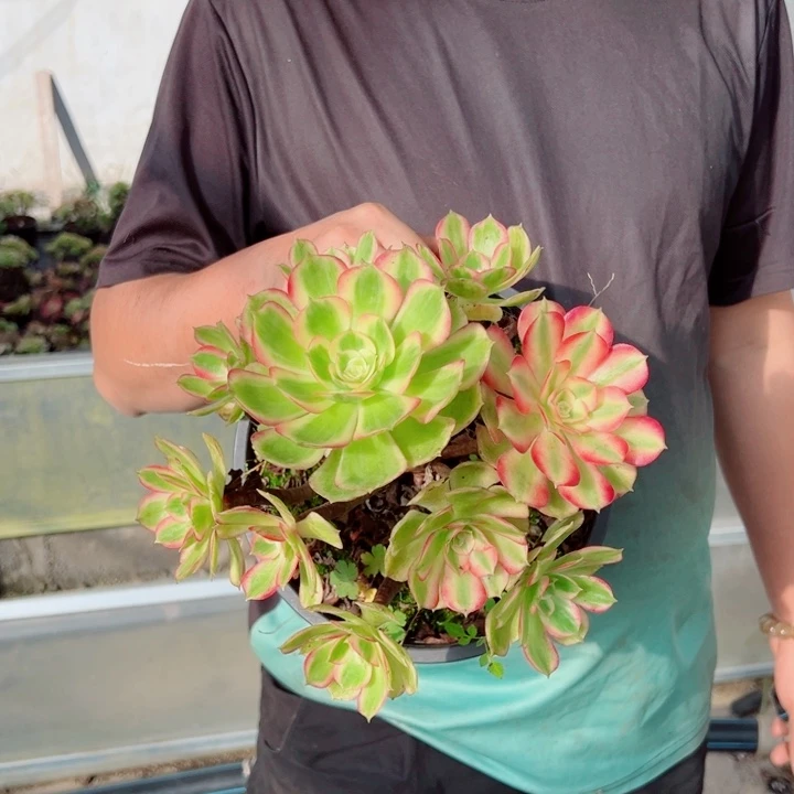 七彩石露养多肉法师