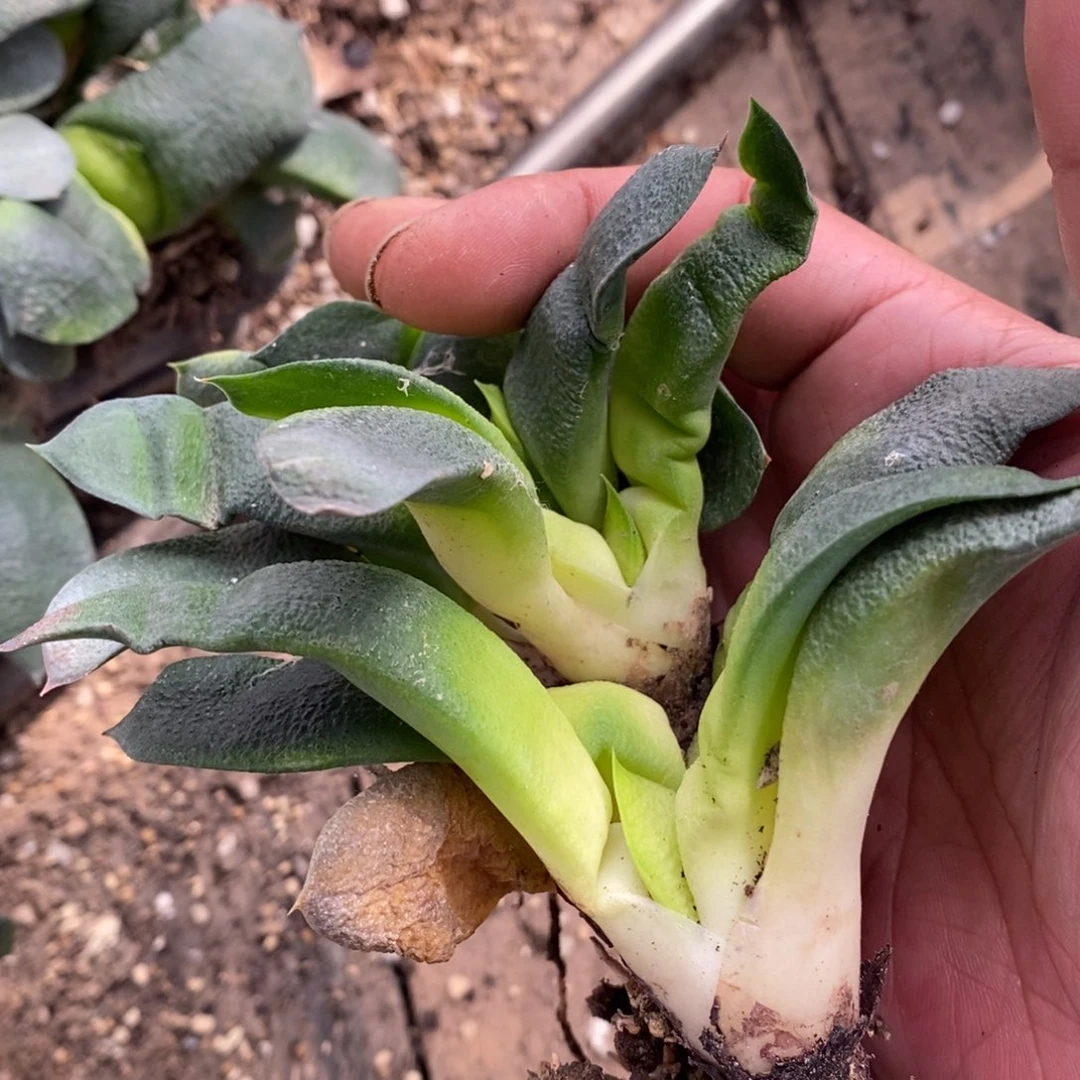 594 一颗卧牛。 整点福利