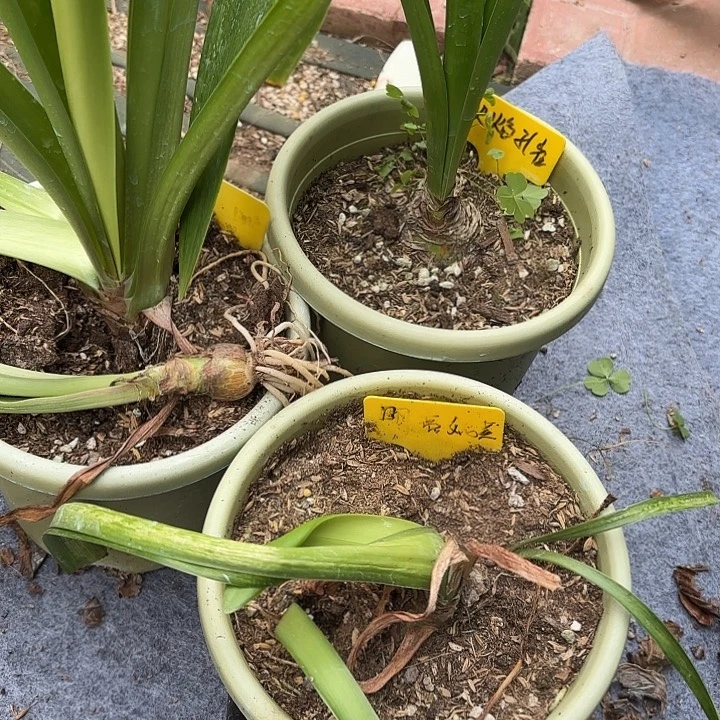 无花朵初恋+火焰孔雀+明亮妮芙脱土剪叶发货