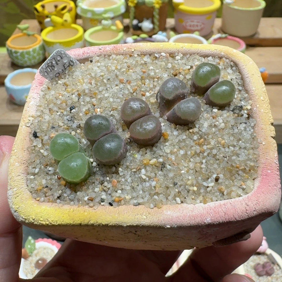 蘑菇1156五颗1787.1磁铁多肉植物