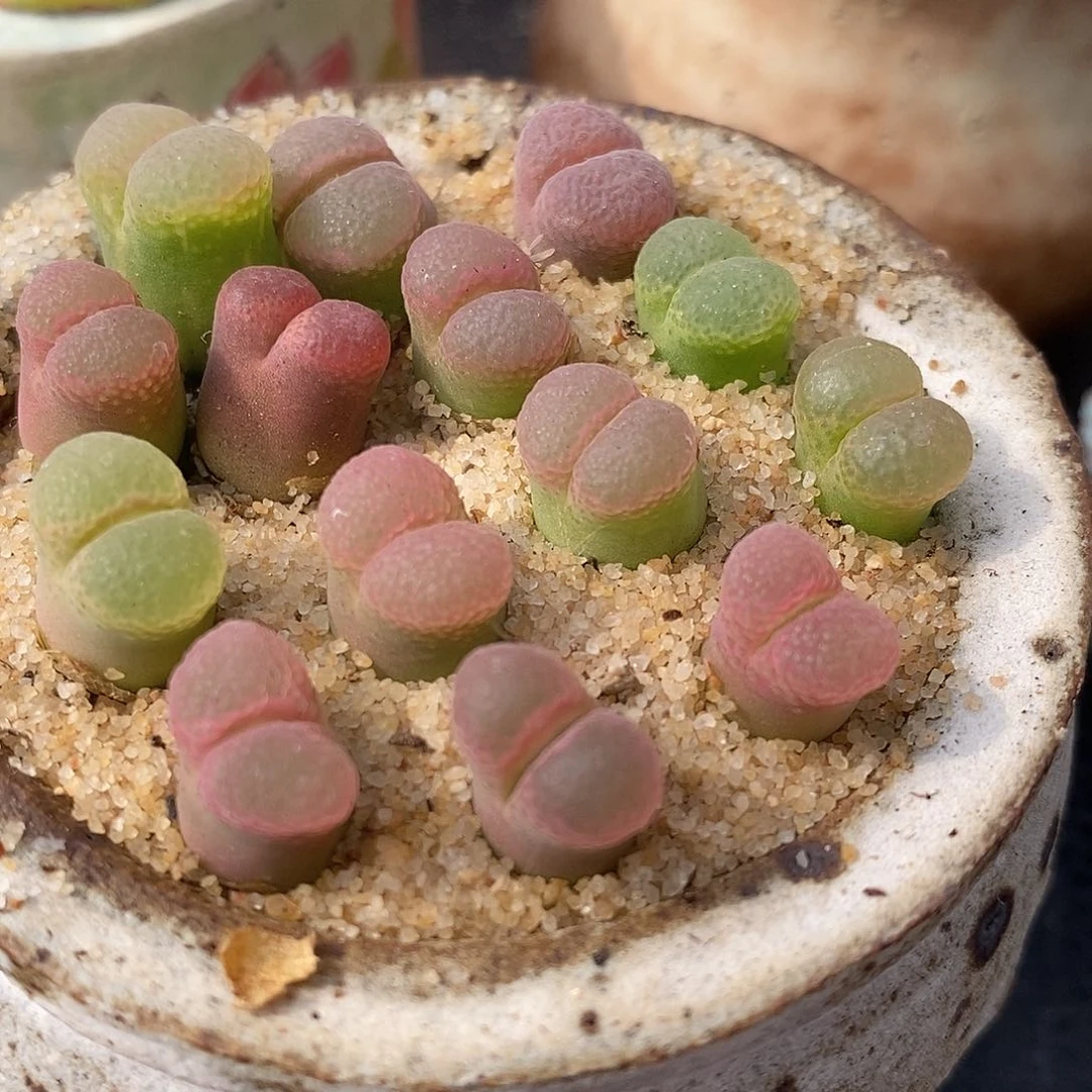 粉樱风铃一颗一颗