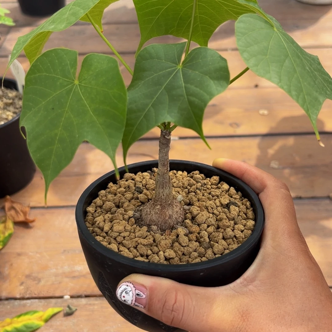 火桐Zzzzzzzzzzzzzz