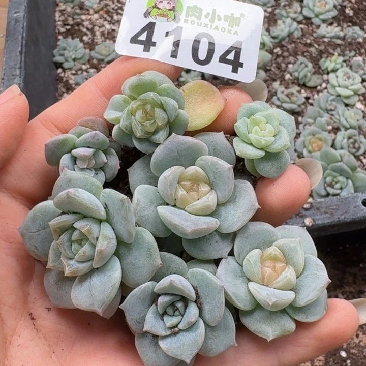 无花朵多肉植物多肉植物