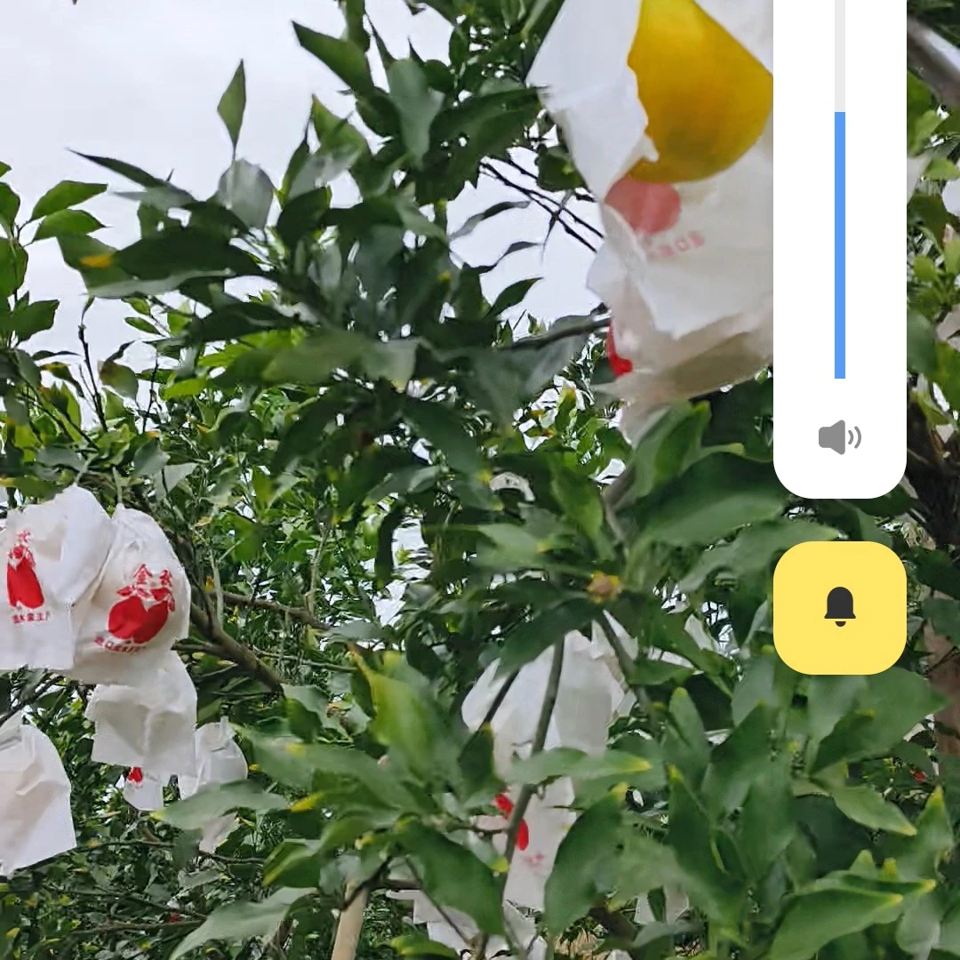 啊密达柑橘青黄皮大果特大果装