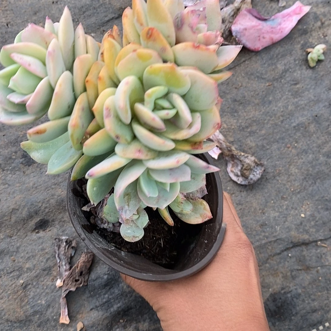 白风缀化1颗多肉植物