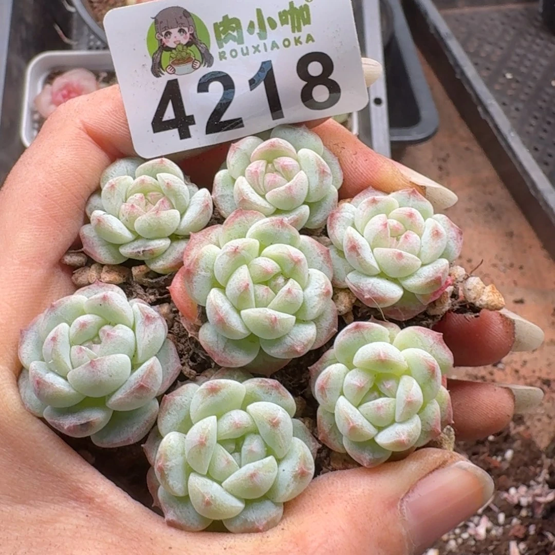 多肉植物多肉植物