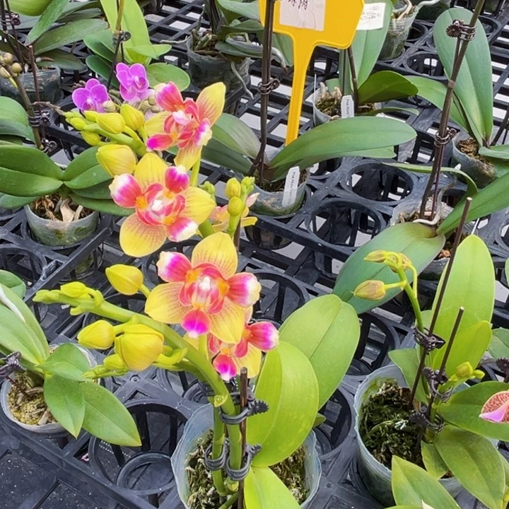 少量花朵（建议范围：2朵-5朵 或40%以下）