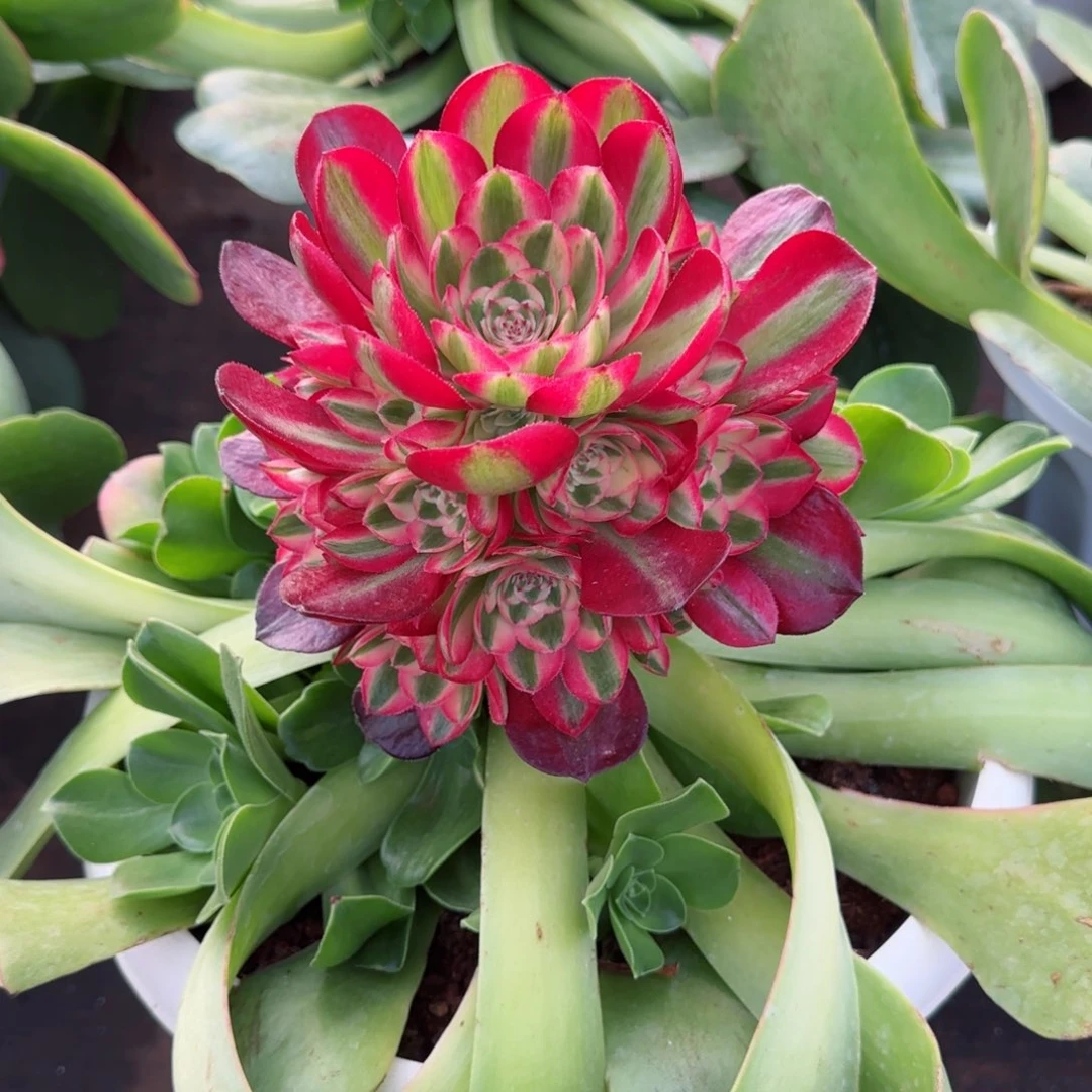 氮钾型水溶肥大棚自用