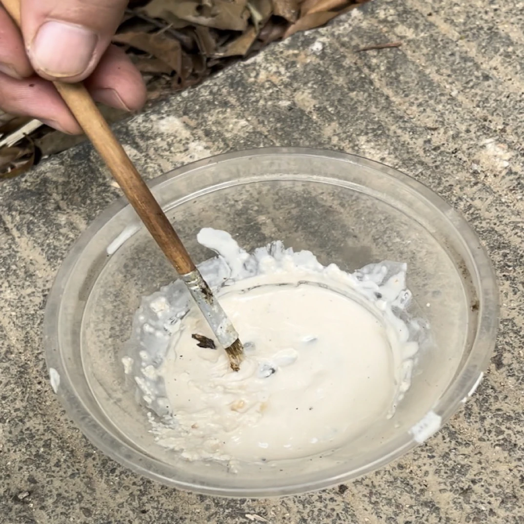 中蜂用胡蜂特杀（胡蜂）