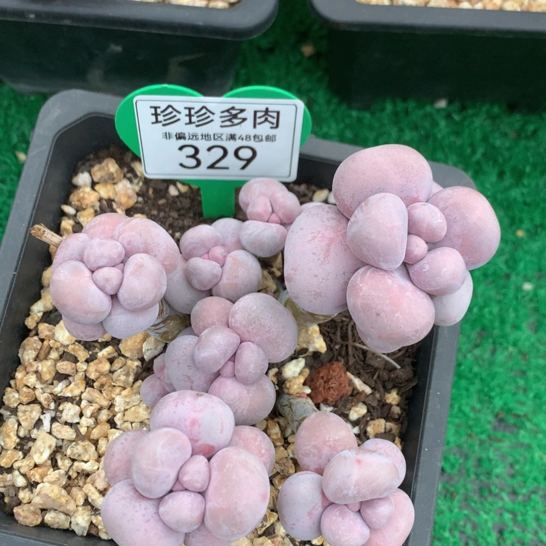 我****呀烟美人老桩无砍329