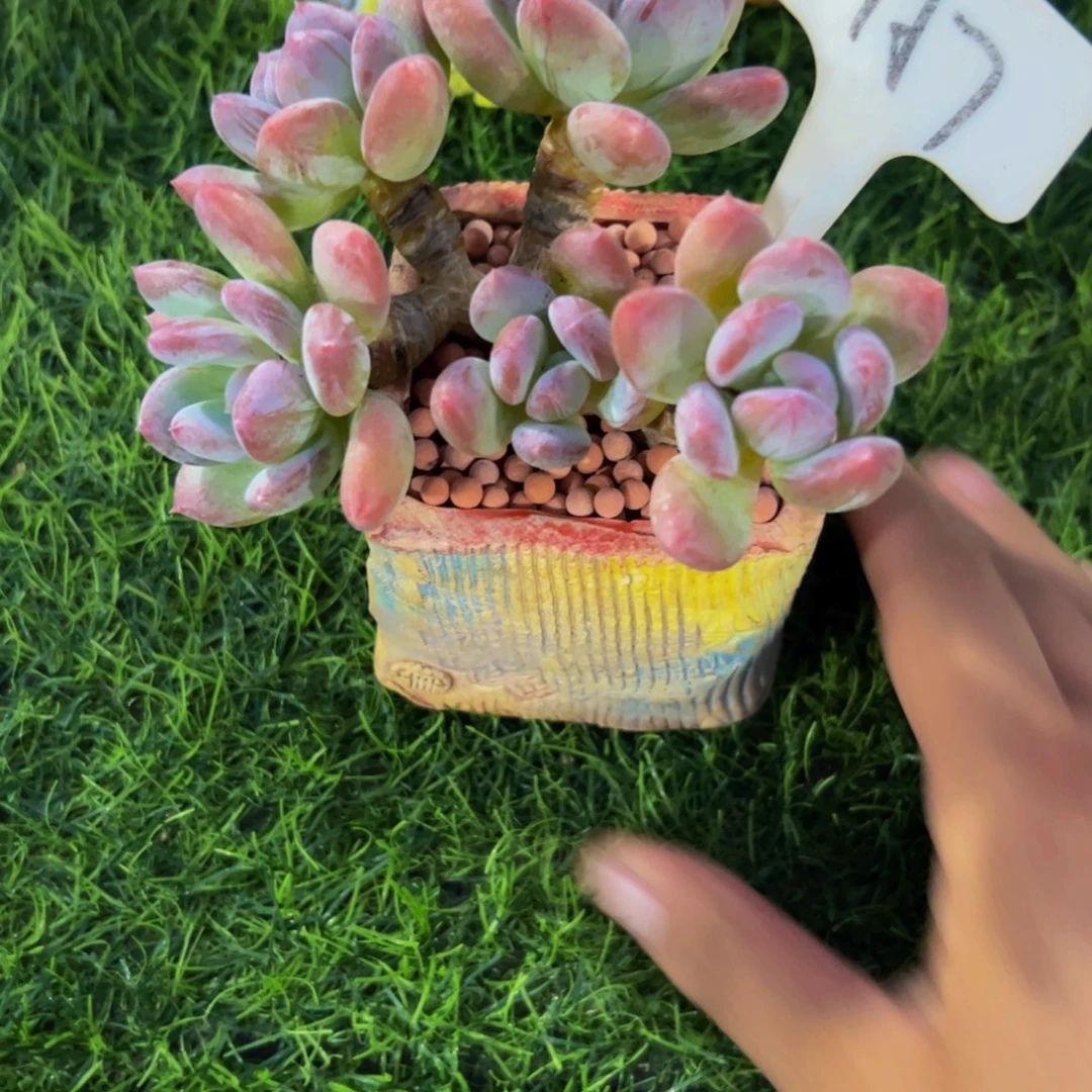 无***虑小老桩灰姑娘多肉植物
