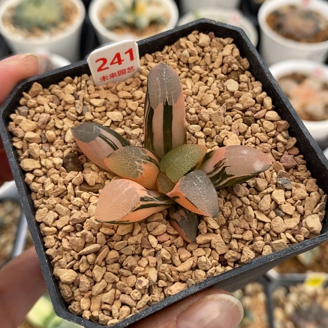 241网纹克锦一物一图