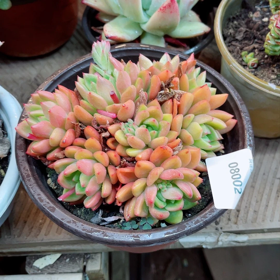 花**夏08002多肉植物