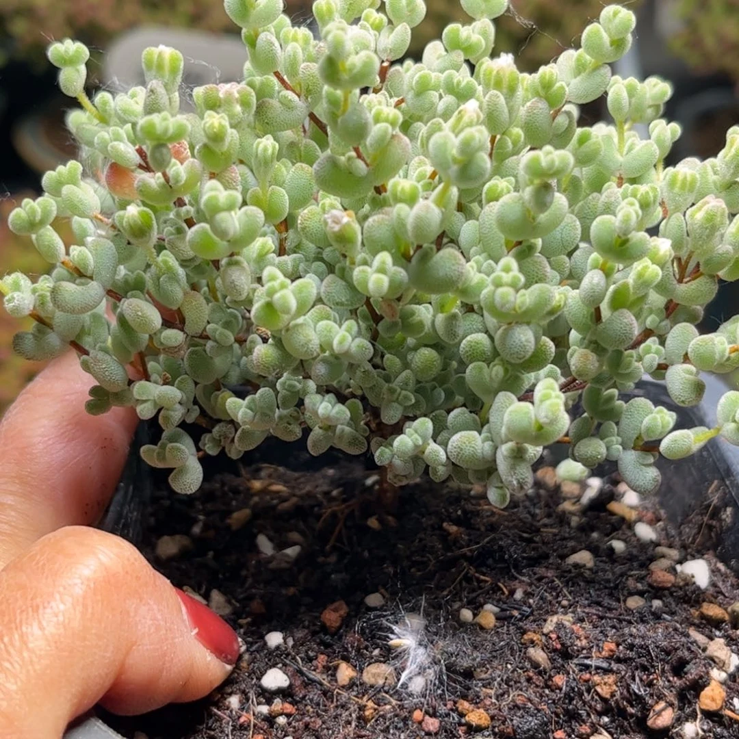 刘**周白底实生莱斯优选枝干