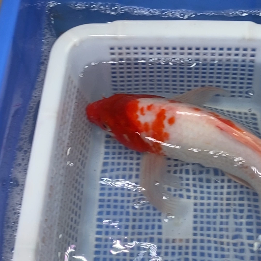 锦鲤冷水锦鲤包邮