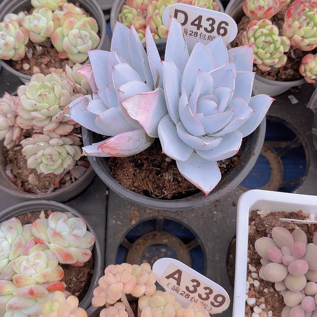 D436广寒宫一物一拍